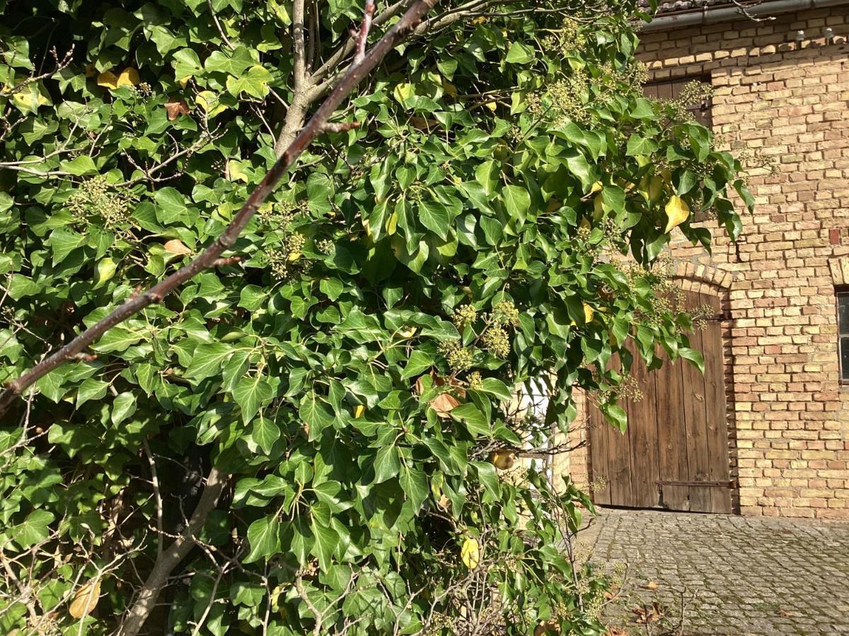 Haus Lies Appartement Rehfelde Buitenkant foto